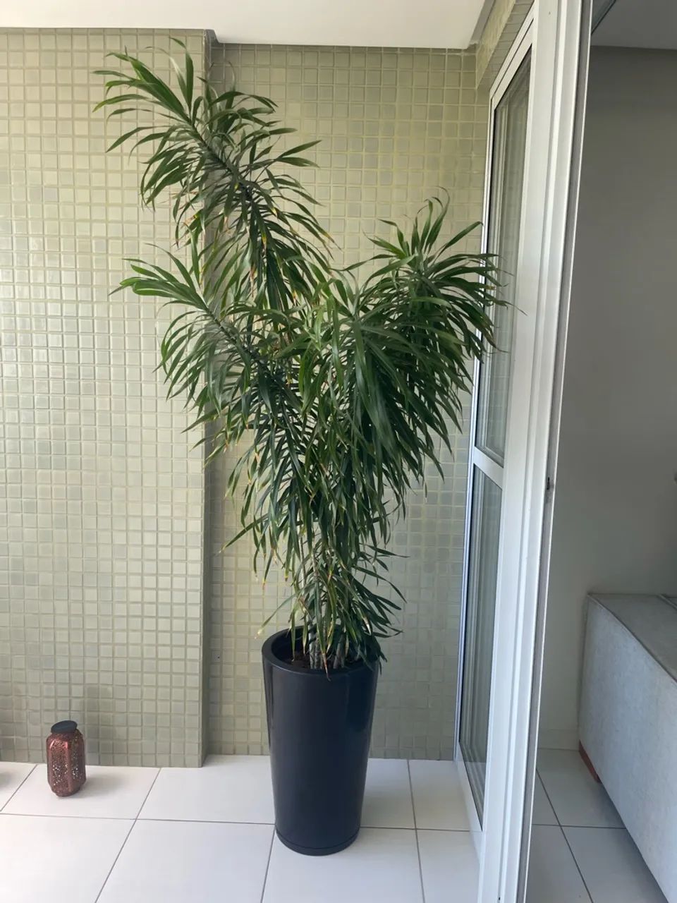 Planta Dracena - Foto 5