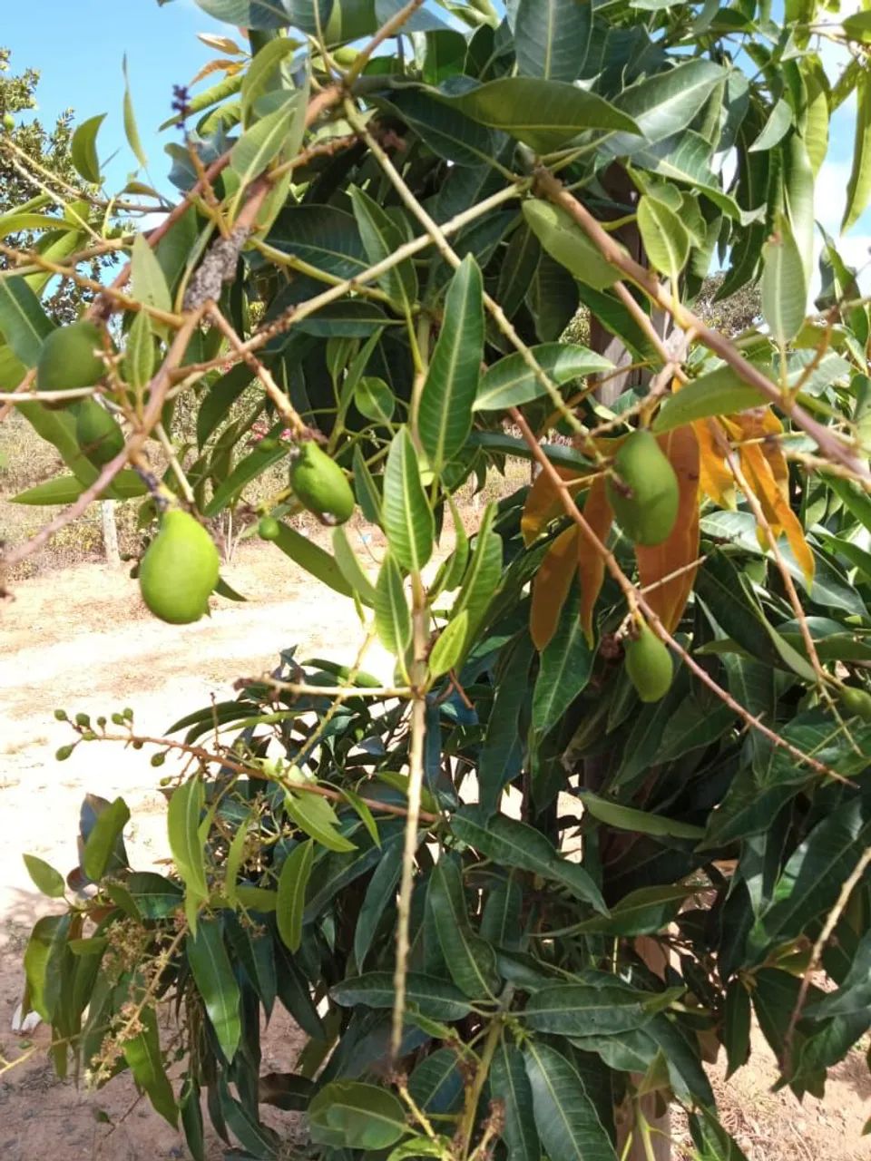 Fazenda pra café Altitude e agronegócio!! - Foto 3