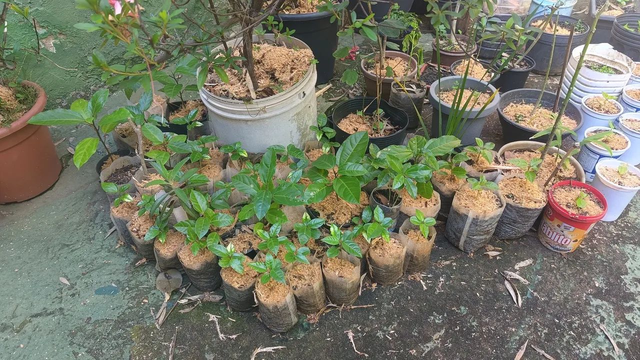 Mudas de maracujá em saco biodegradavel