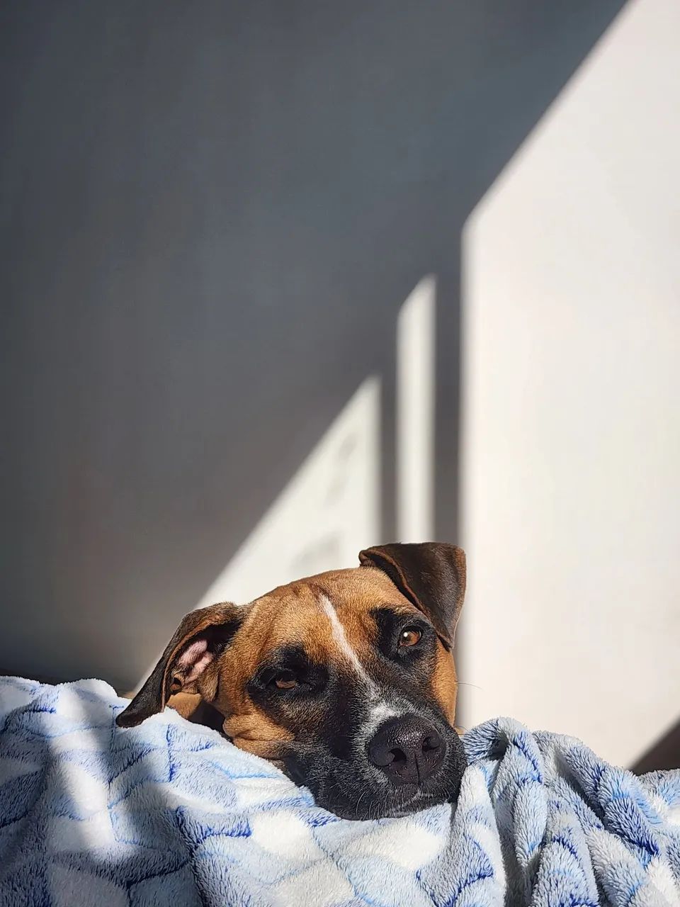 Cachorro para Doação  - Foto 2