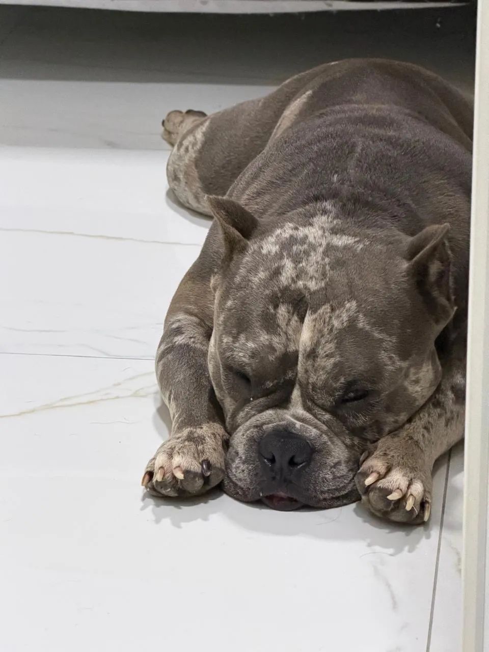 Cachorro - Foto 4