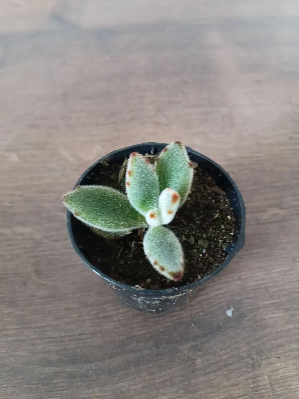 Suculentas - Foto 4