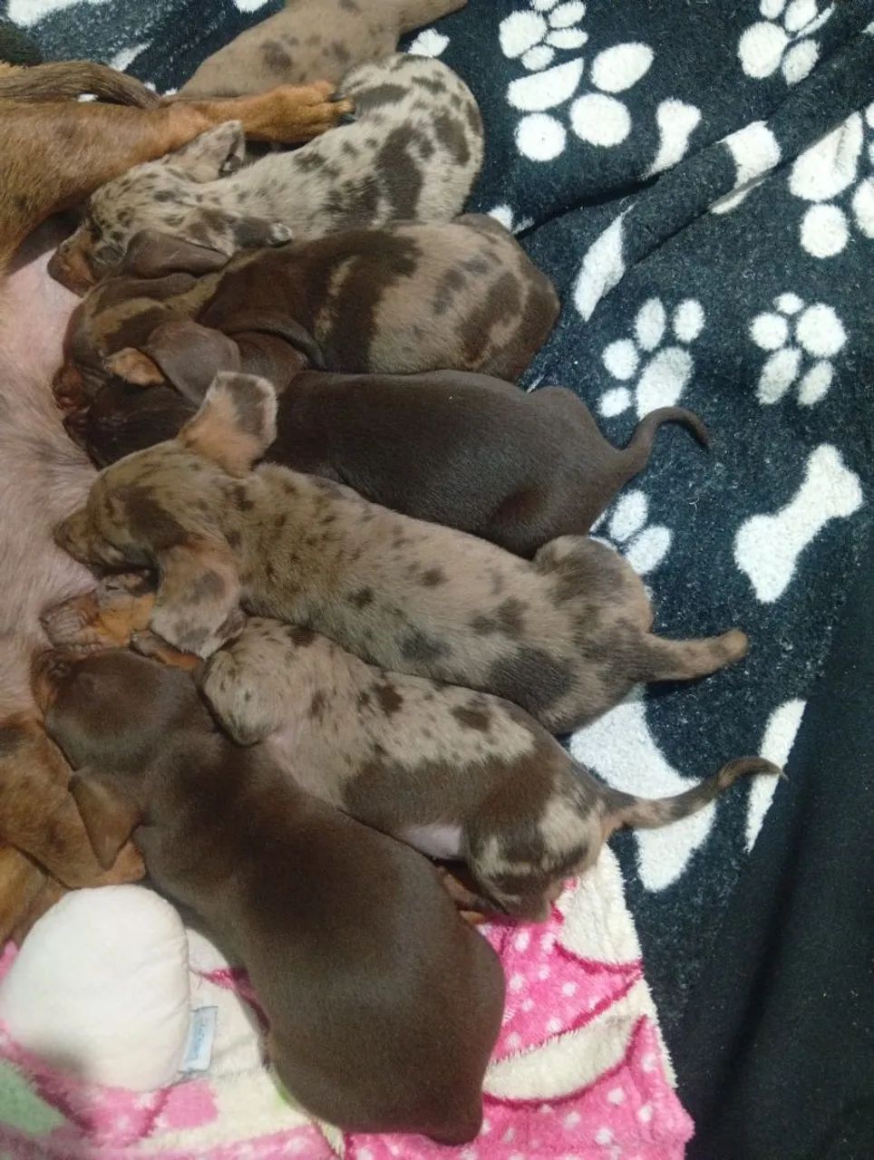 Filhotes de daschund 