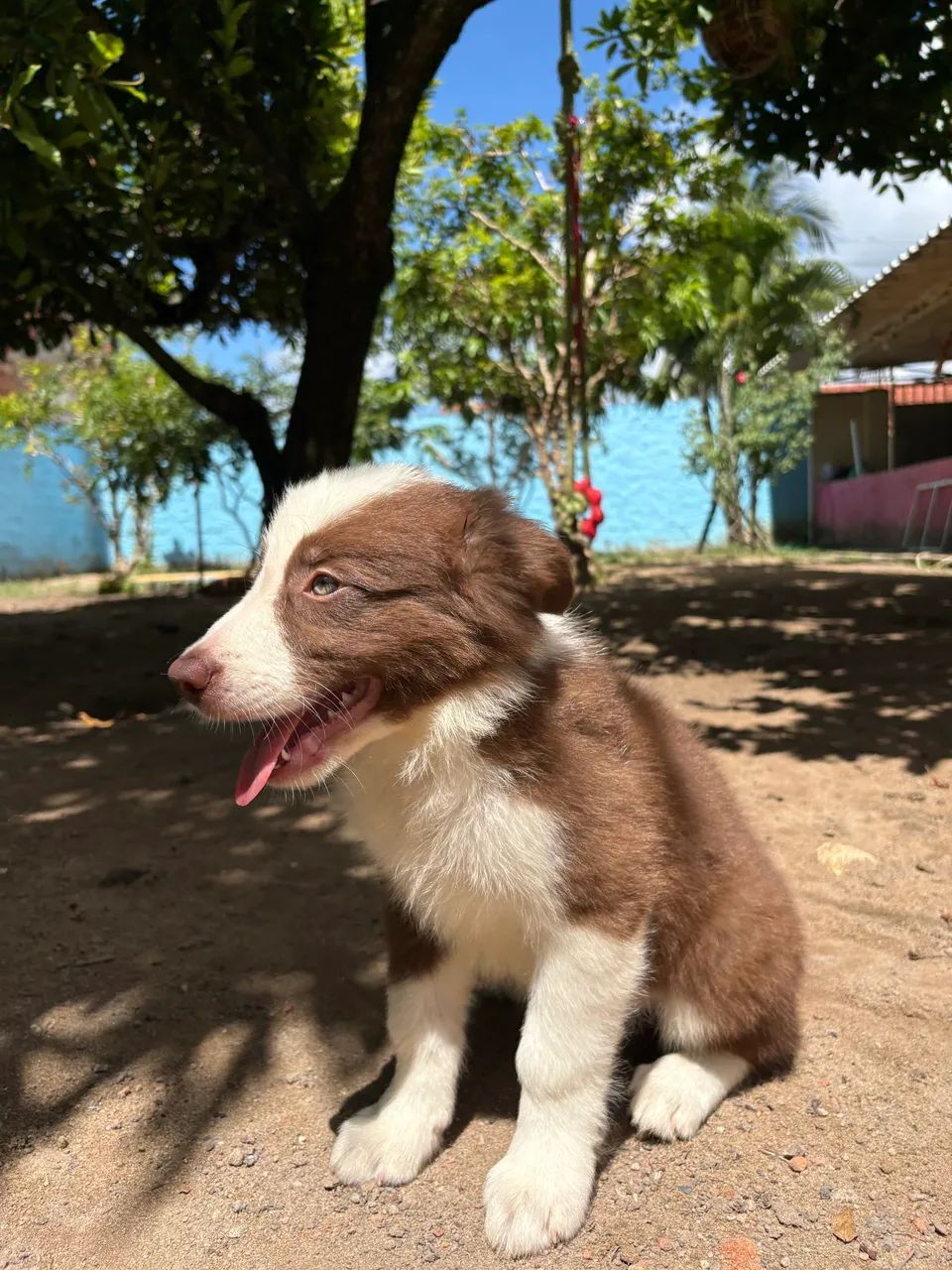 Filhote de Border collie - Foto 4