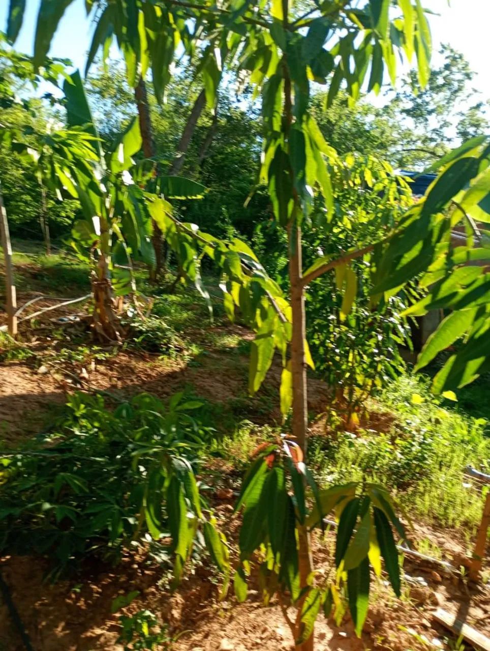 Chácarade 2000 metros a 14 km de moc  - Foto 4