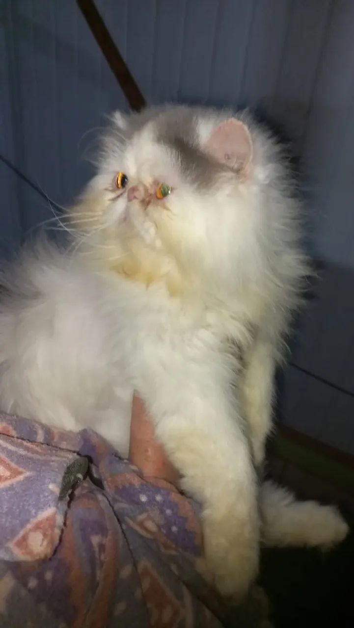 Gatinho persa  - Foto 2