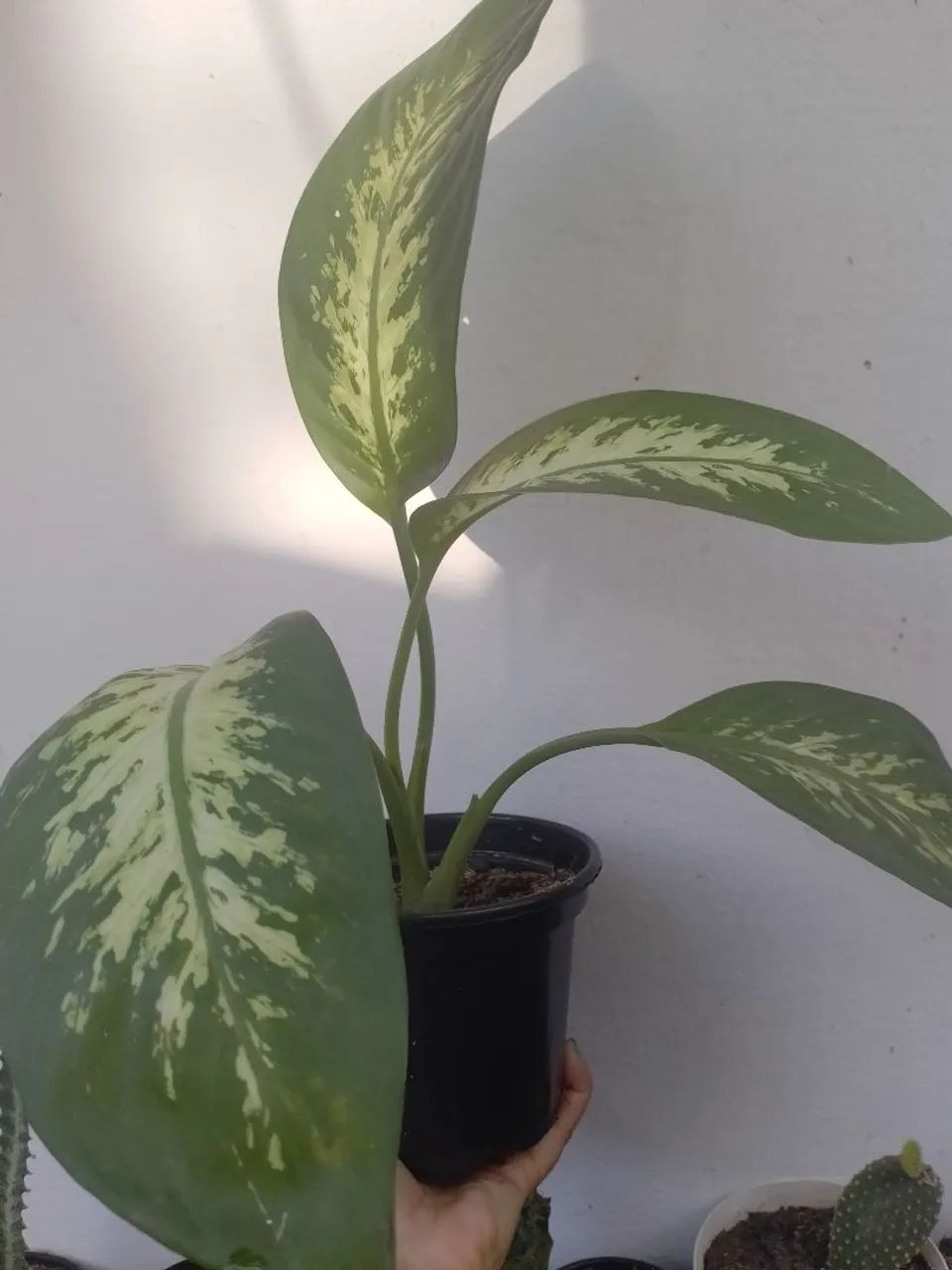 Comigo ninguém pode  - Foto 2