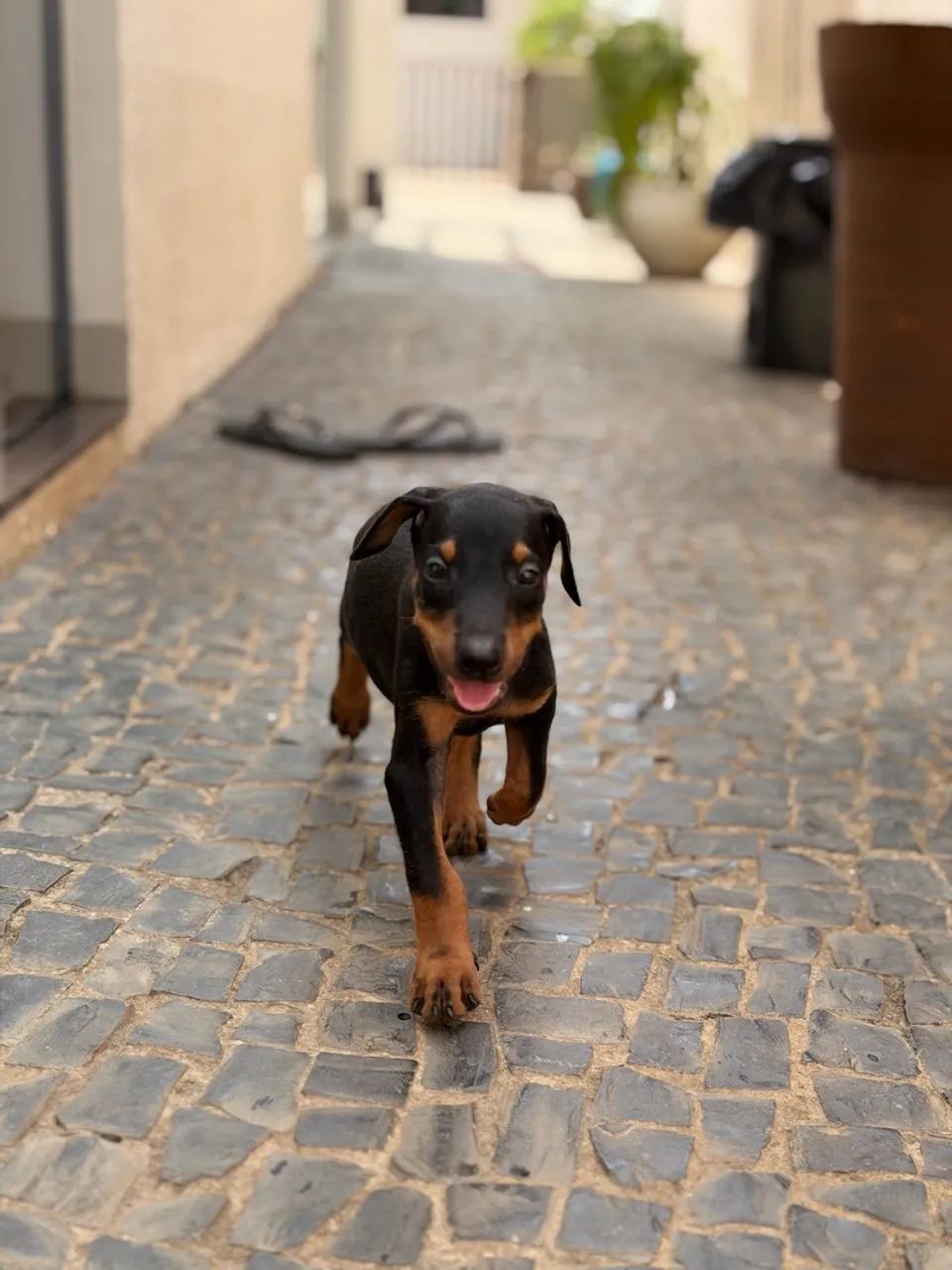 Filhote de Cachorro Dobermann  - Foto 2