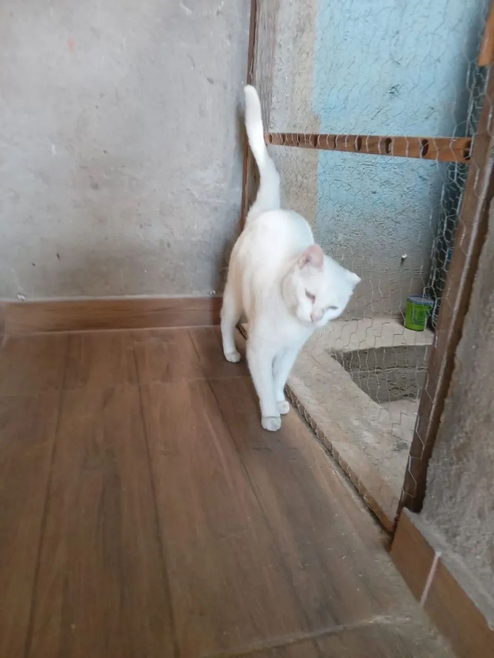 Doa se uma gatinha - Foto 4