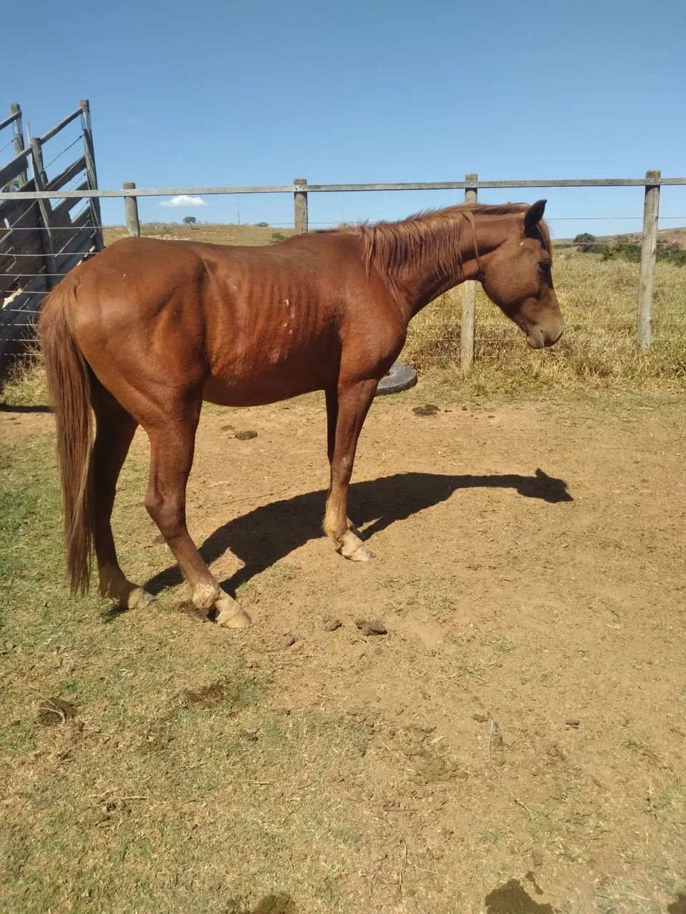 Cavalo 1/2  Sangue Harabe. - Foto 2