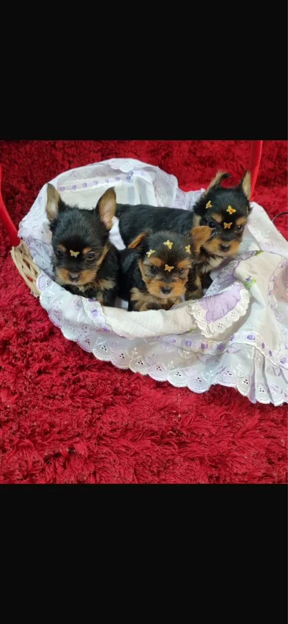YORKSHIRE TERRIEE  MINI