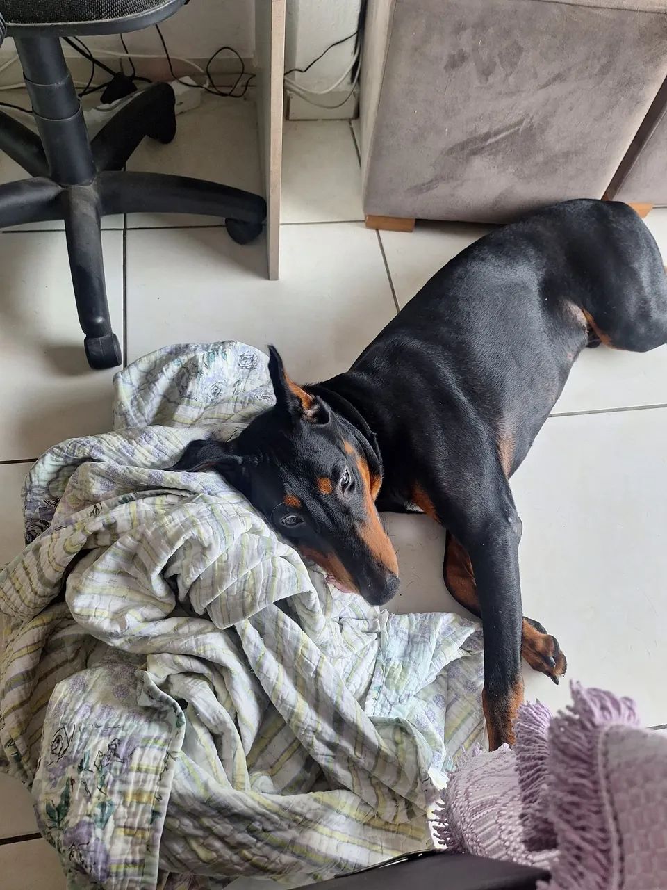 Doberman - Foto 2