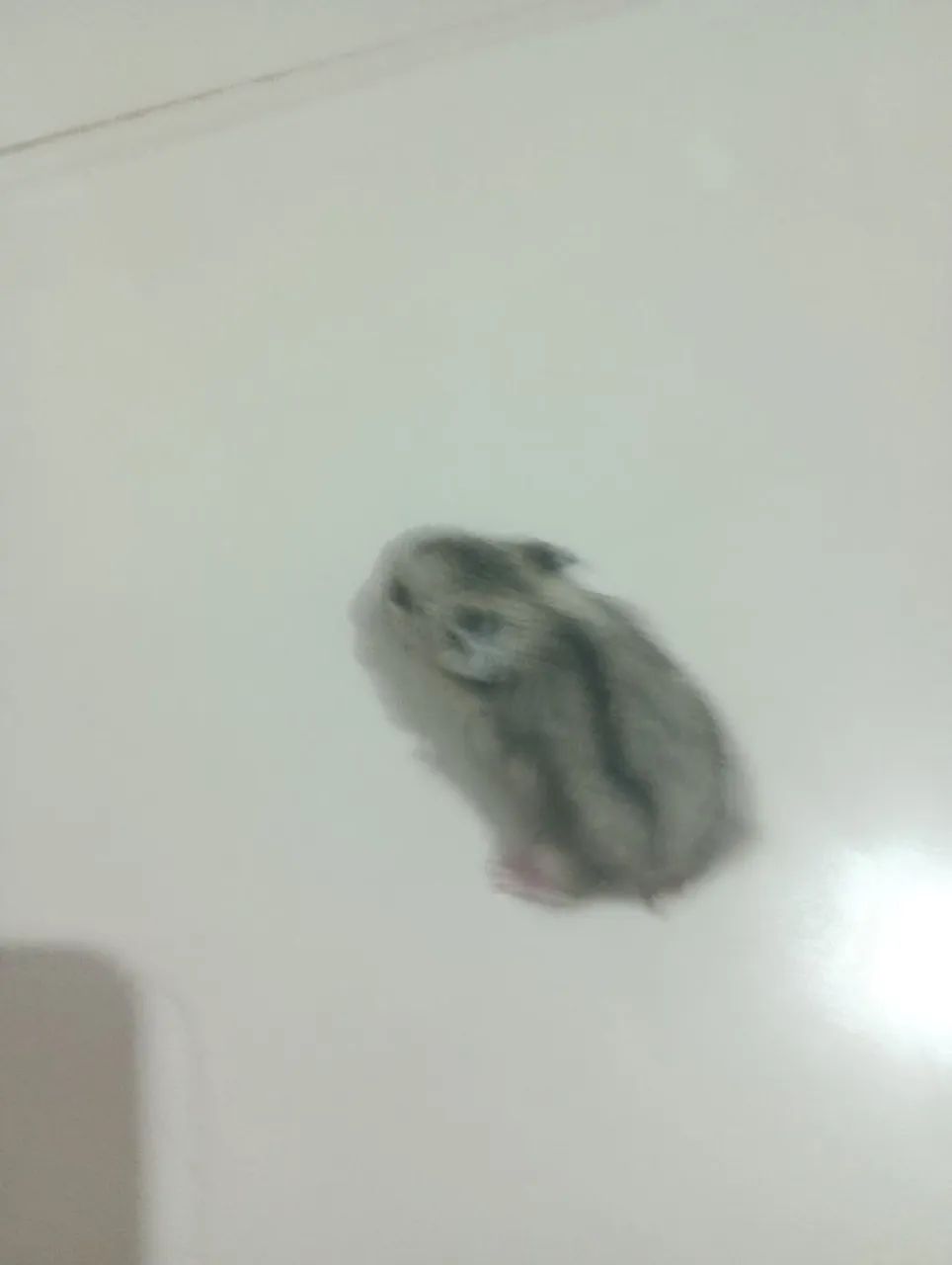 Hamster anão russo  - Foto 5