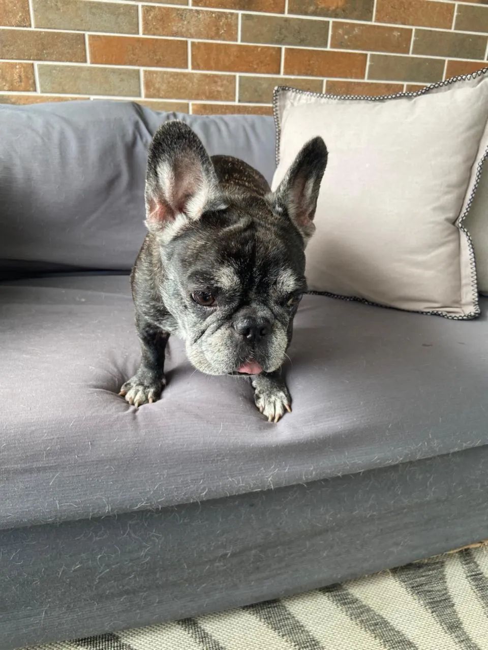 Tomo conta dos seus animais . - Foto 4