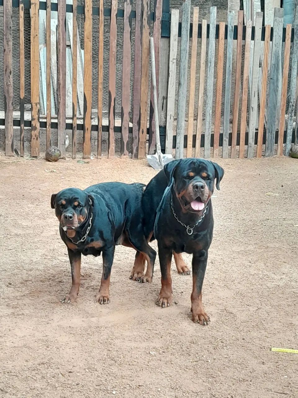 Rottweiler  - Foto 5