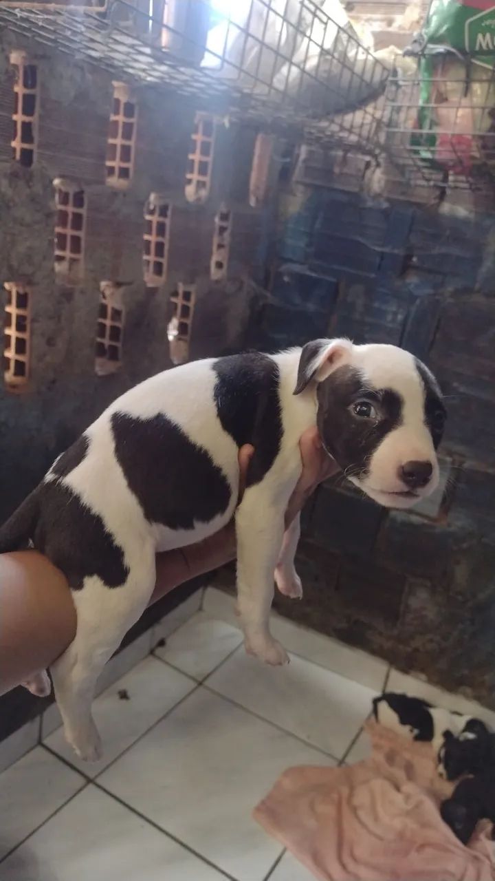 Pitbull a venda  - Foto 4