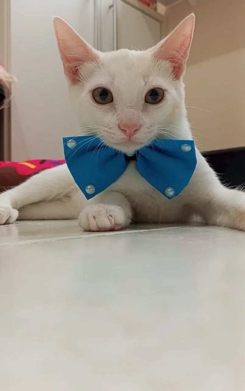 AKIRA, CASTRADO E VACINADO - Foto 2