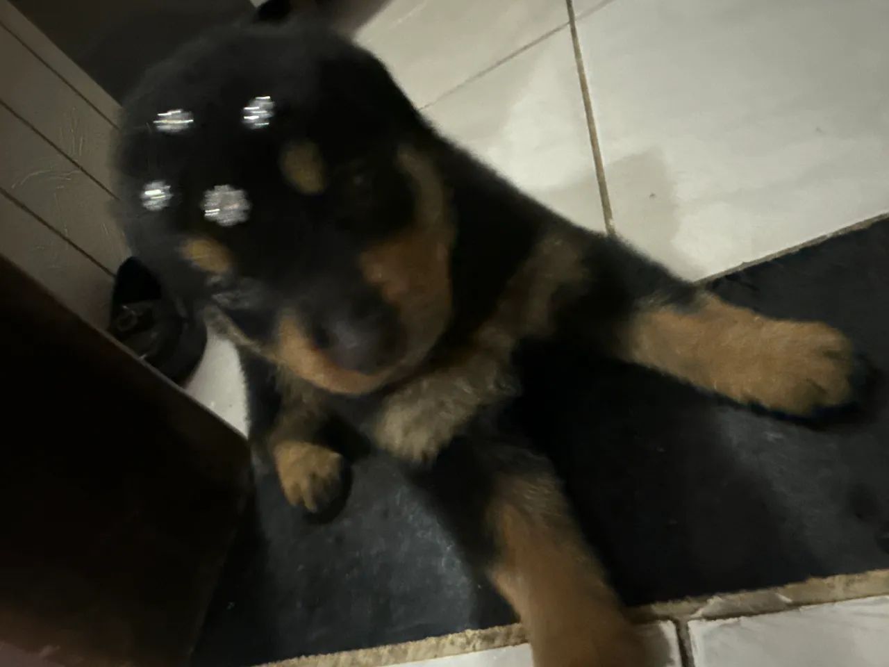 Rottweiler filhote  - Foto 2