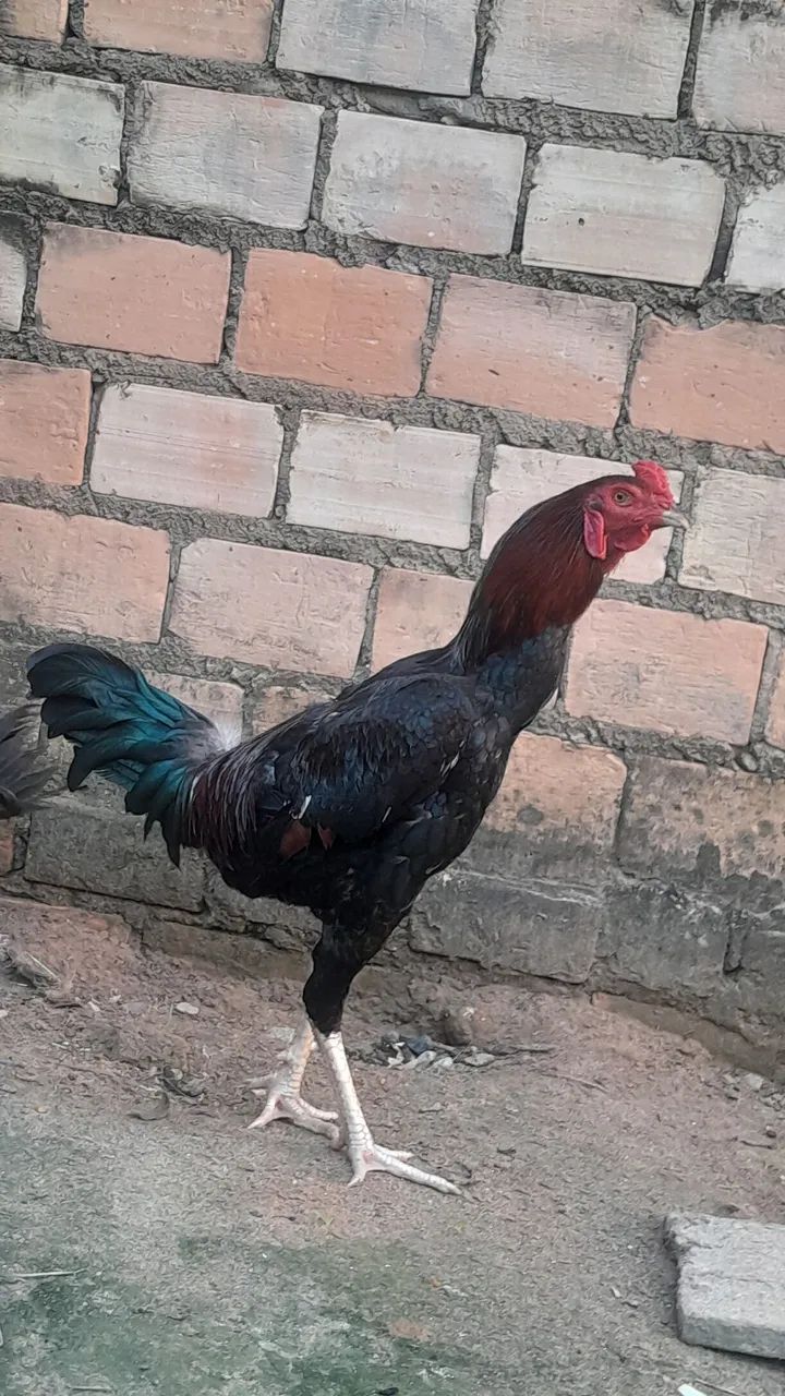 Vendo galo - Foto 3