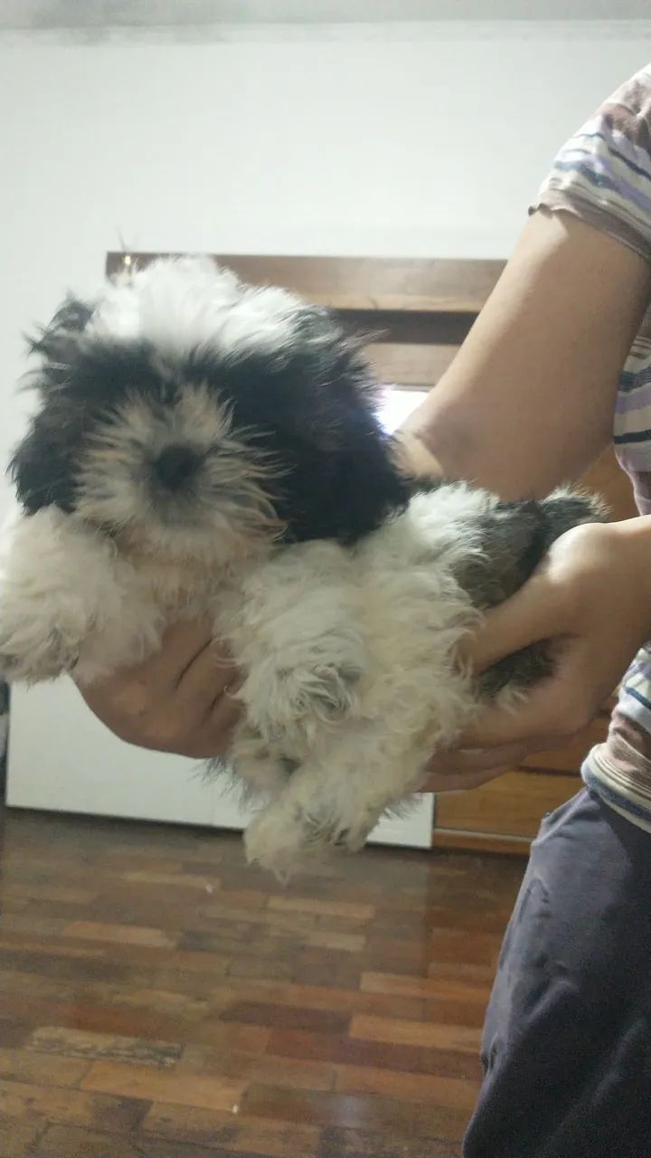 Animais - Foto 2