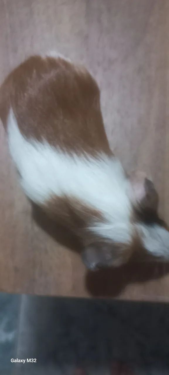 Porquinho da Índia  - Foto 3