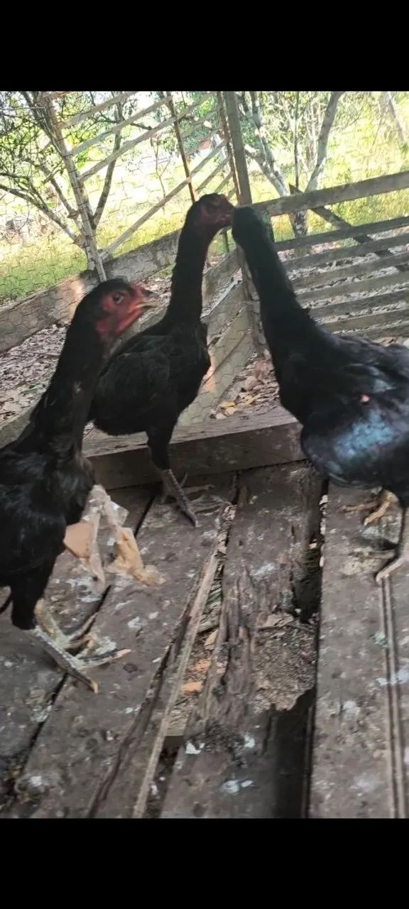 Vendo um frango indiano - Foto 5