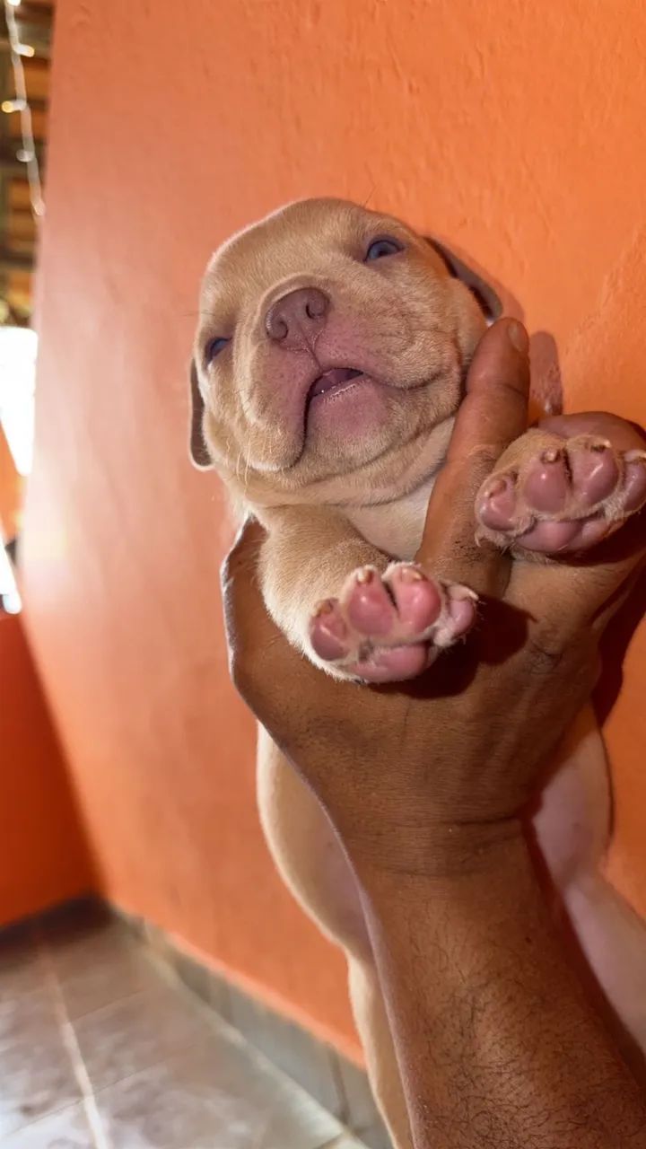 American Bully - Foto 6