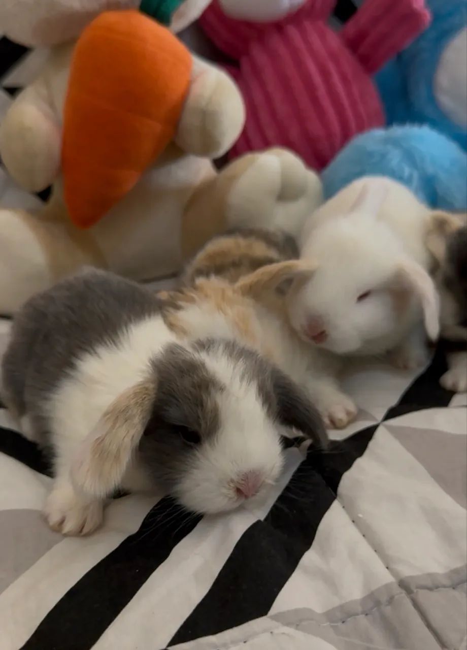 Mini coelhos  - Foto 4