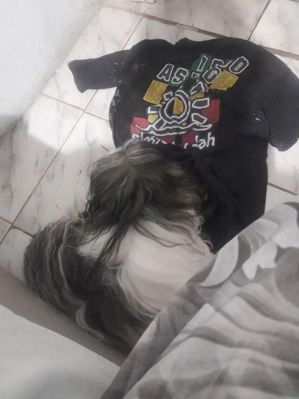 Cachorro  - Foto 4