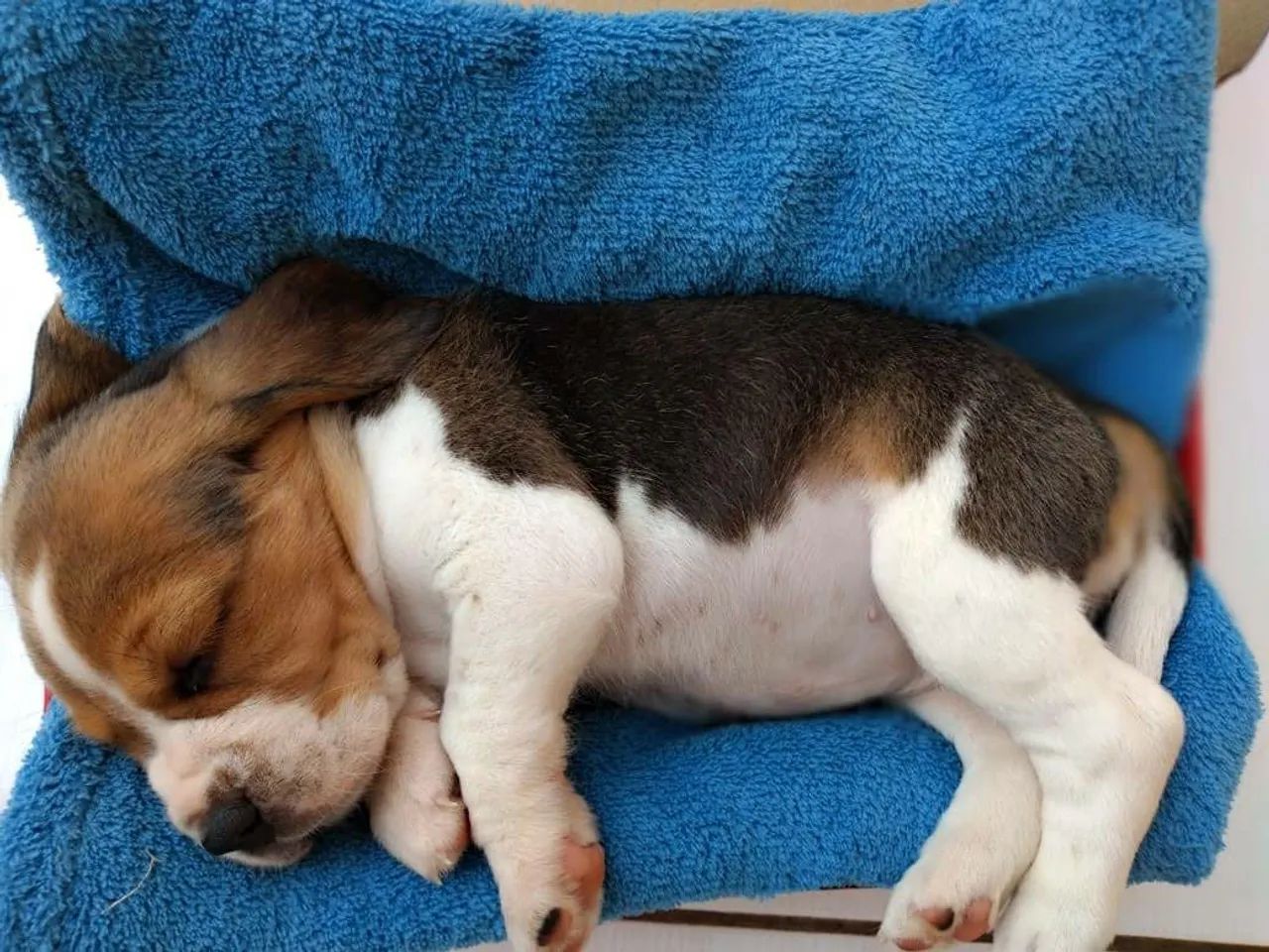 Beagle - Foto 4