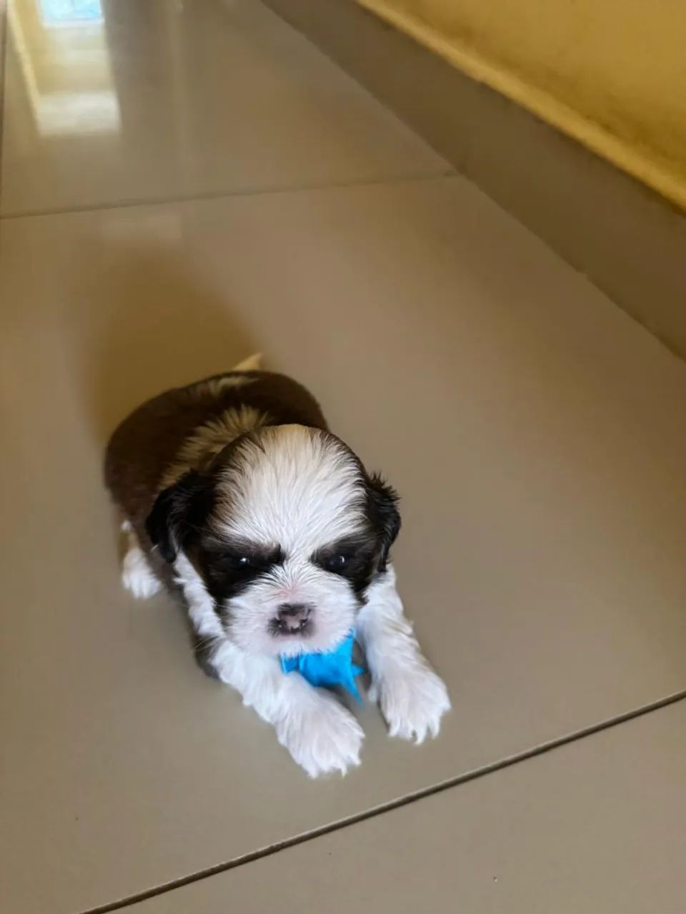 Shitzu macho a venda. Obs. Fêmeas para reserva! - Foto 5