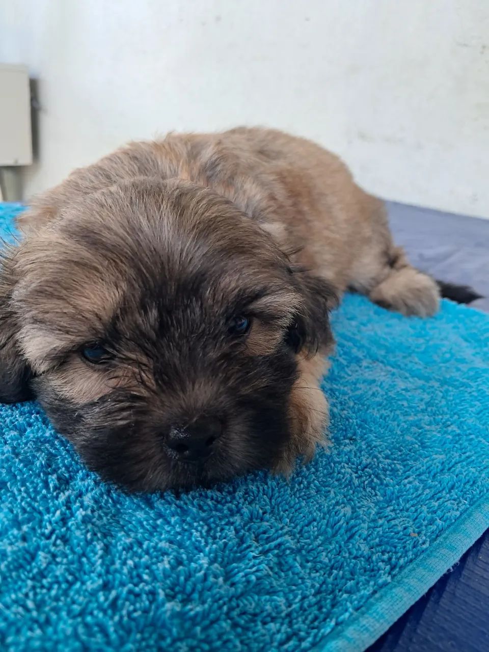 Cachorro - Foto 2