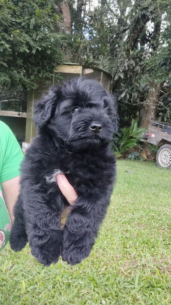 Yorkpoo ( York com poodle ) machos  - Foto 2