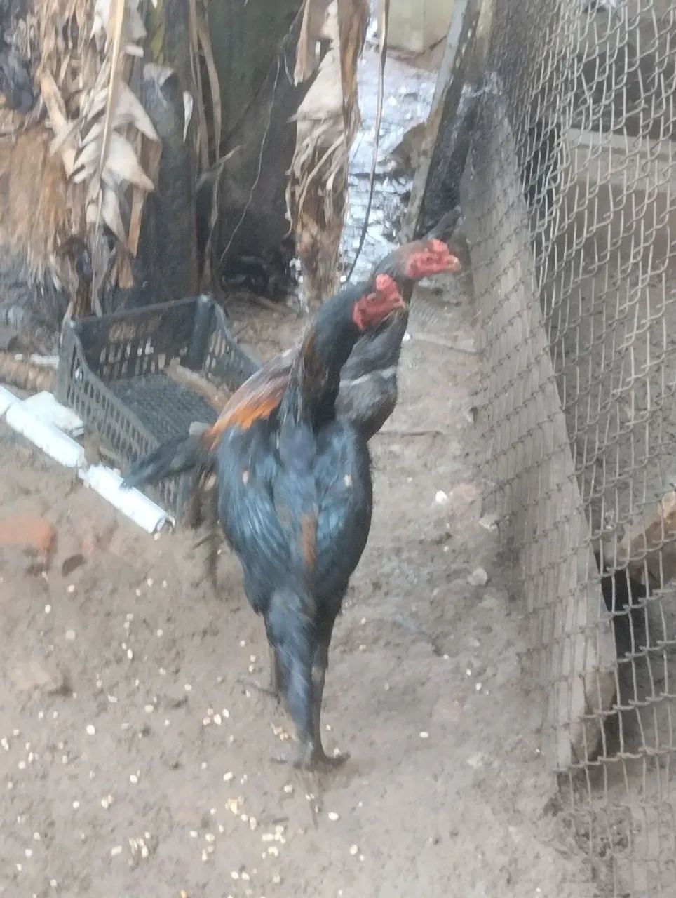 Frangos índio 