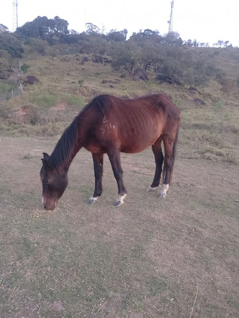 Égua preta marchadeira prenha  - Foto 3