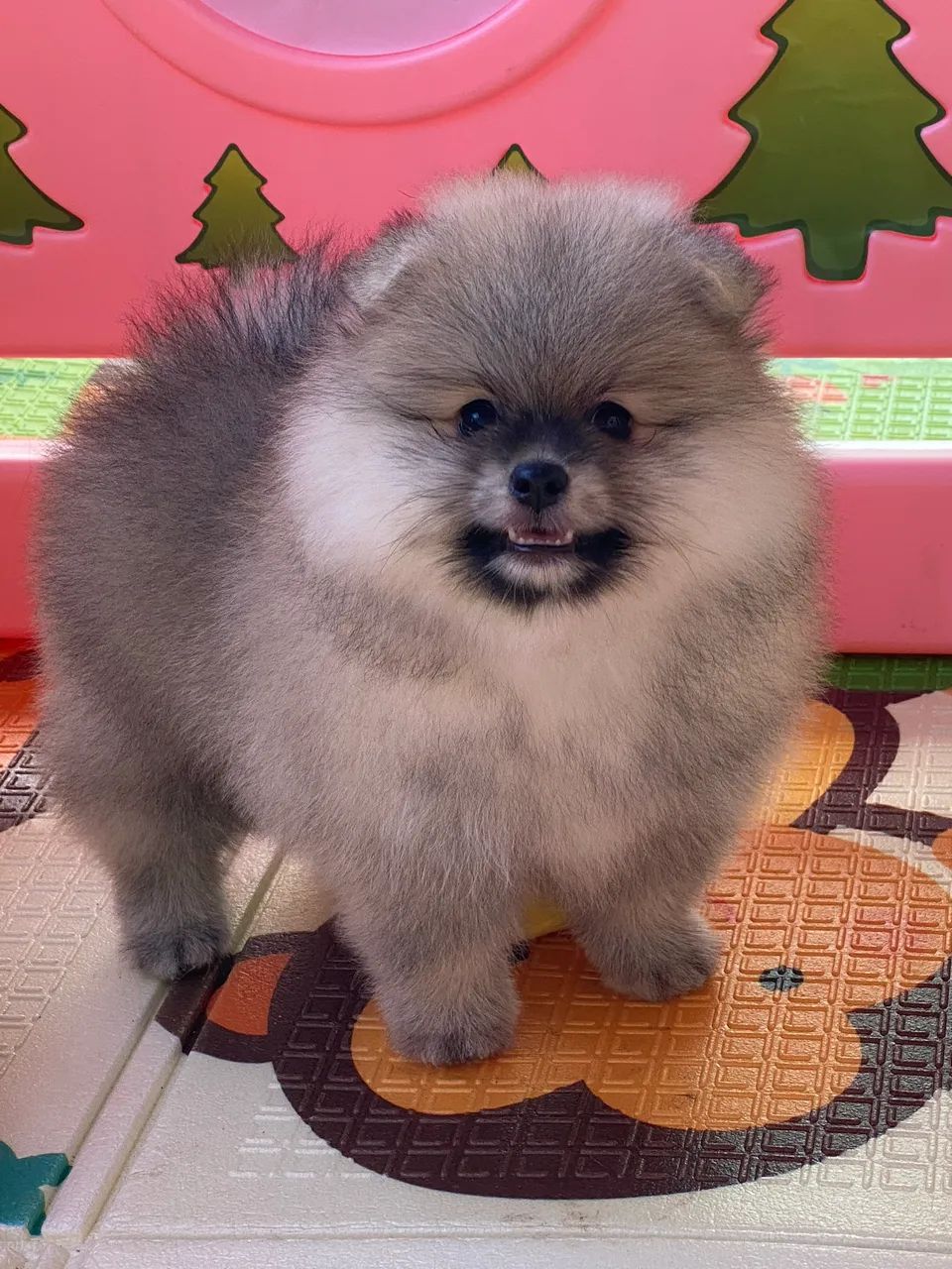 Spitz alemão com pedigree  - Foto 2