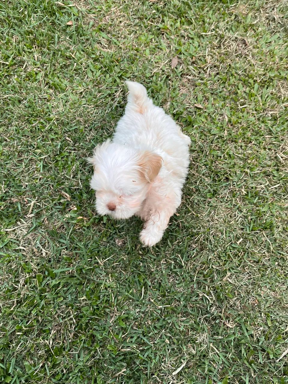 Shih tzu  - Foto 2