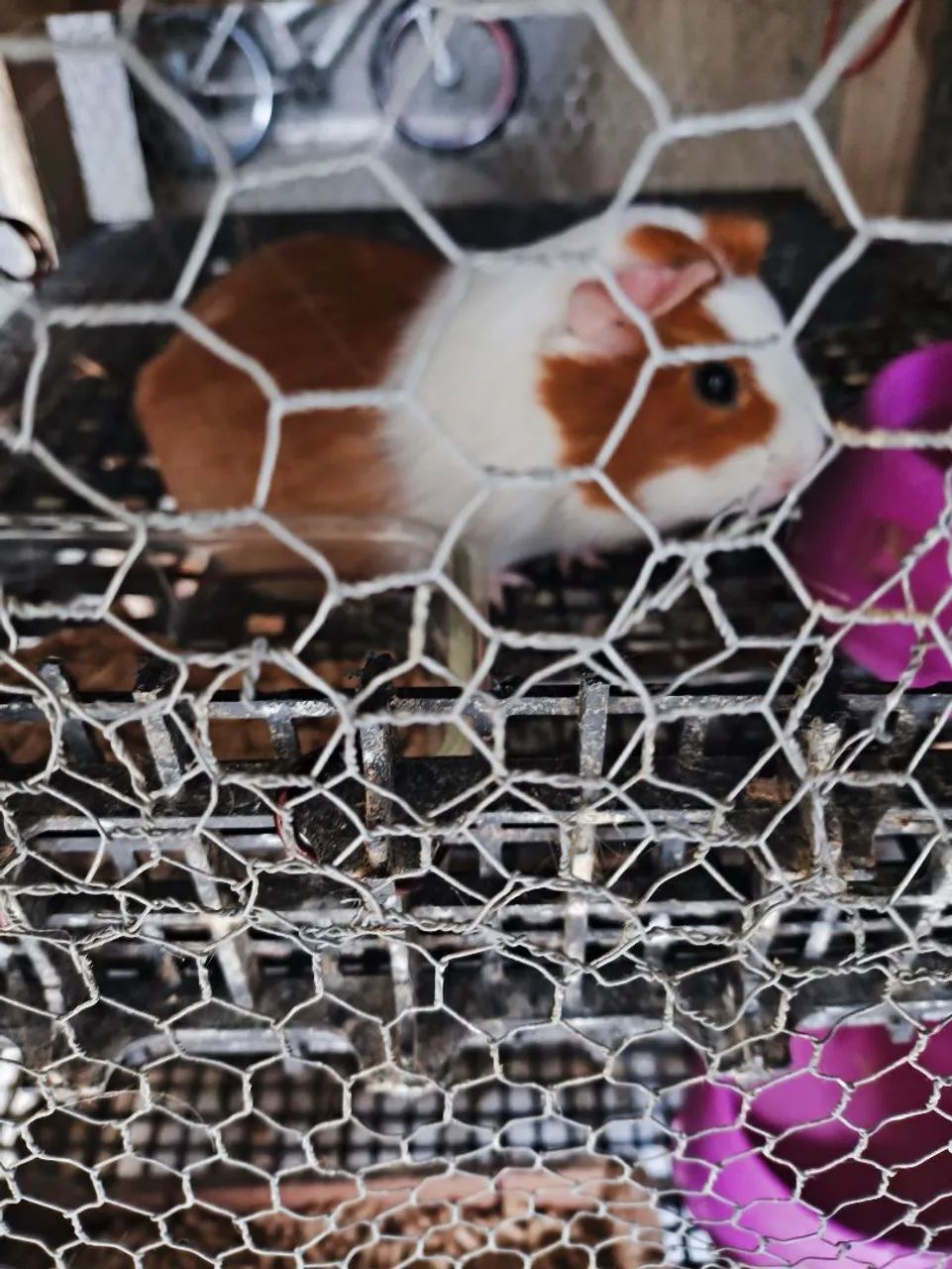 Vendo porquinho da india 