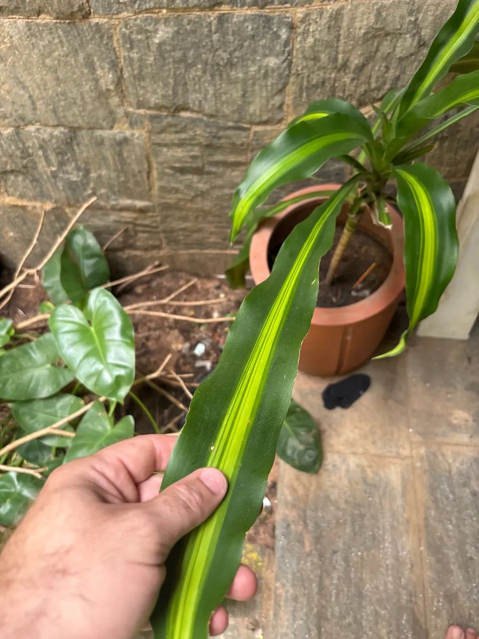 Dracena - Foto 3