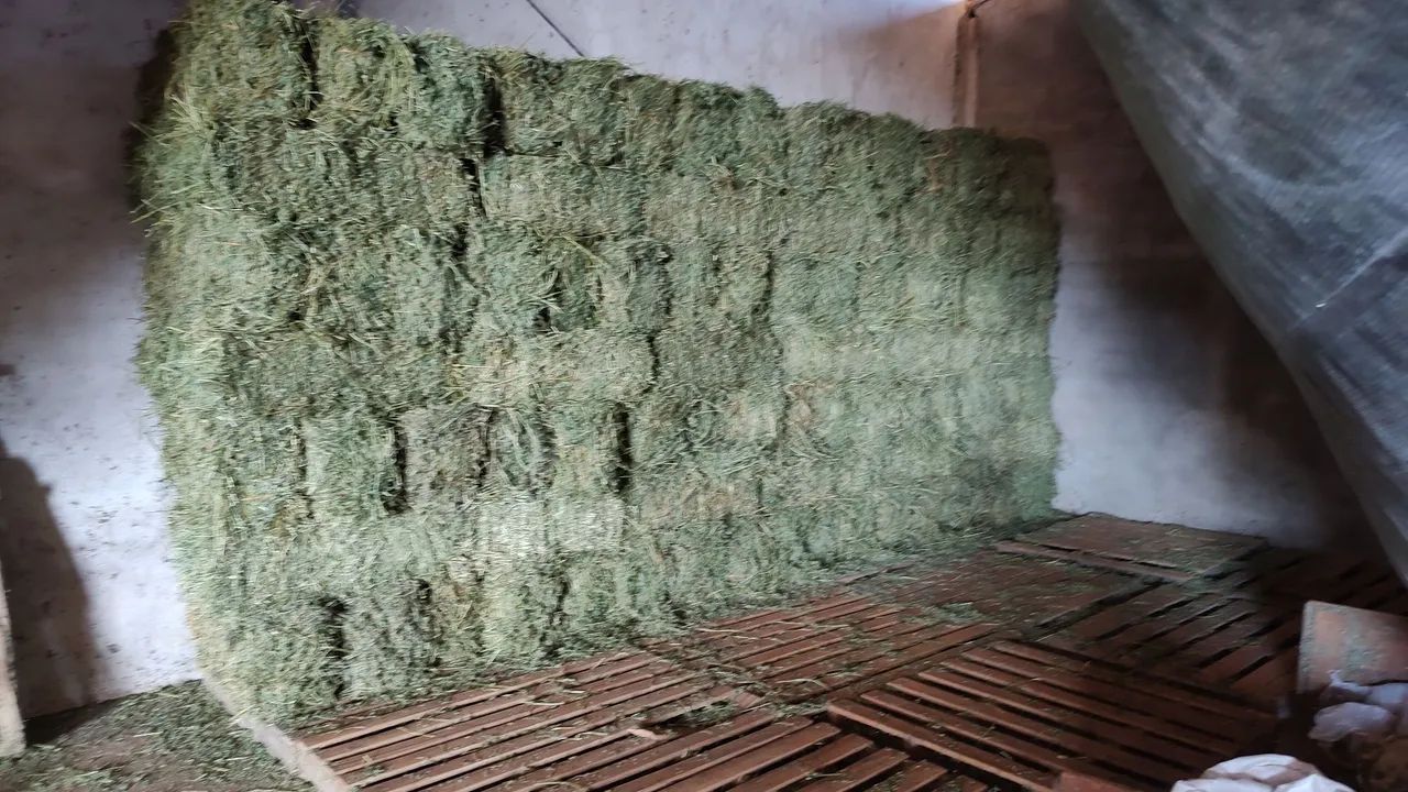 Feno de Alfafa  - Foto 3