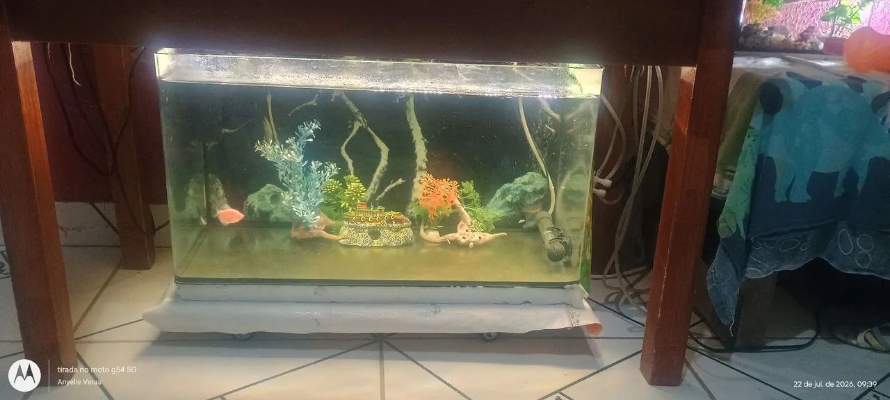 Aquário 