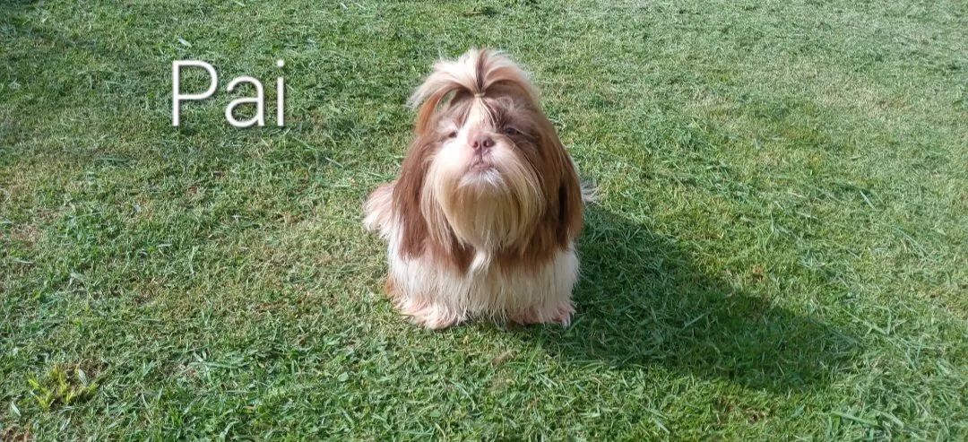 Vendo lindo cachorrinho shitzu macho  - Foto 5