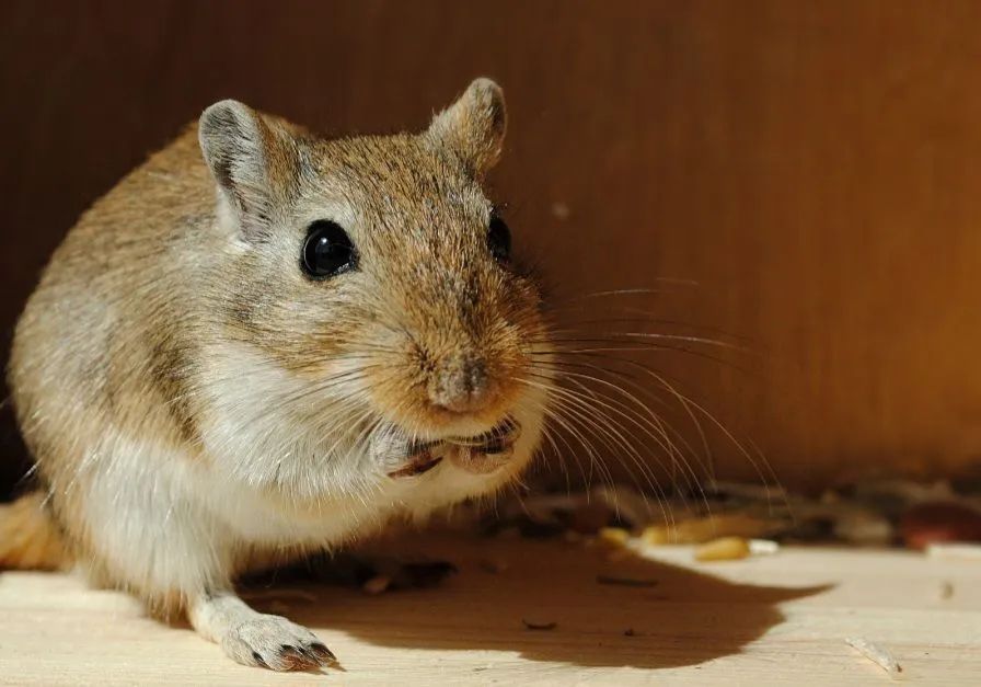 Esquilo da Mongólia (Gerbil)430187345725378562