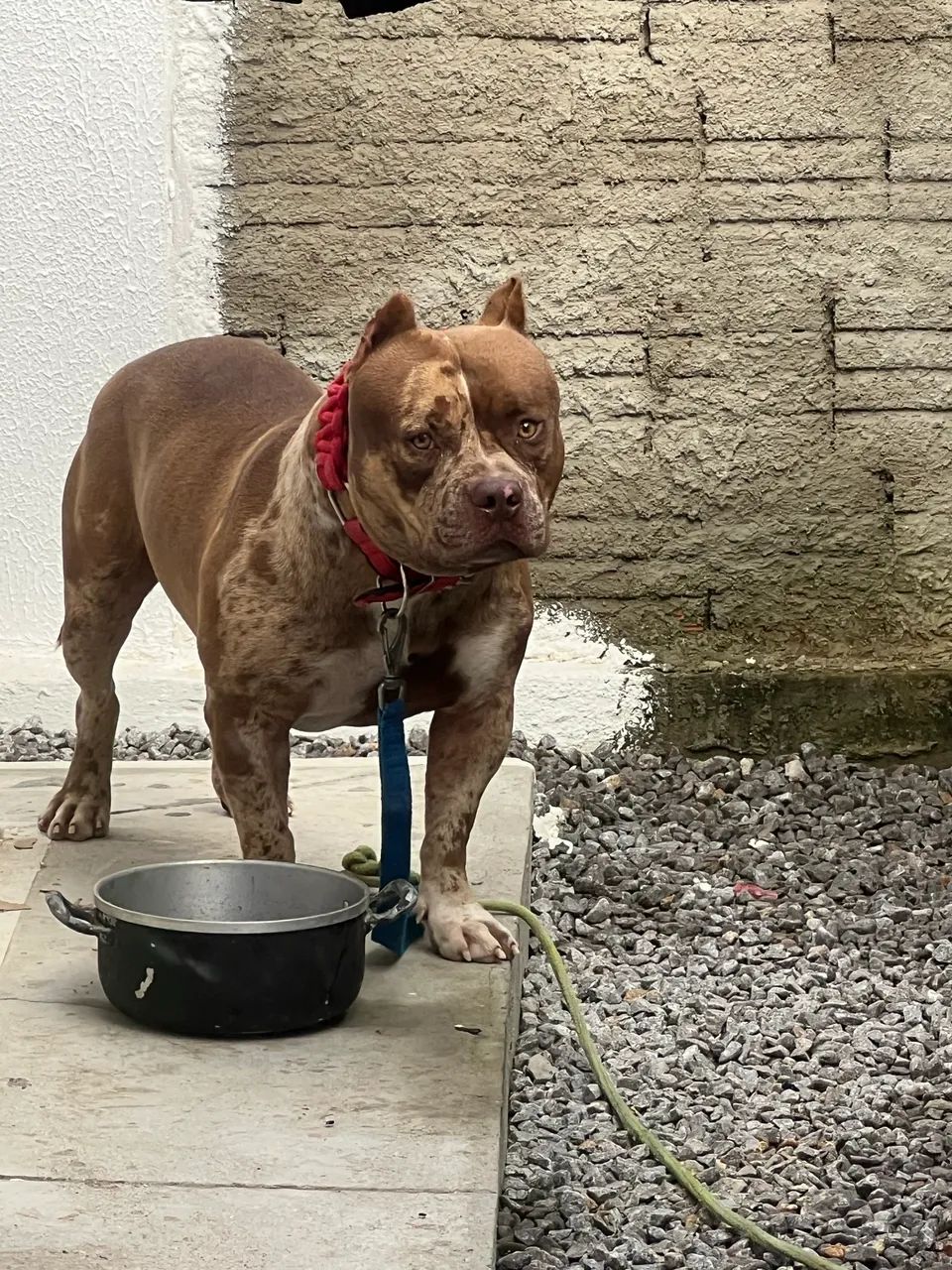 Cachorro  - Foto 3