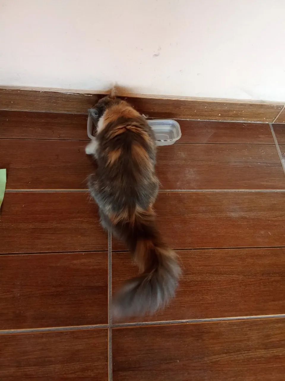 Gato para Adoção  - Foto 4