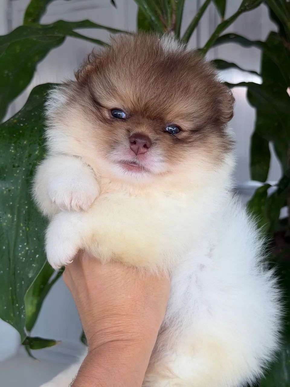 Spitz Alemão Pequeno Branco e Choco Com pedigree e Garantias 