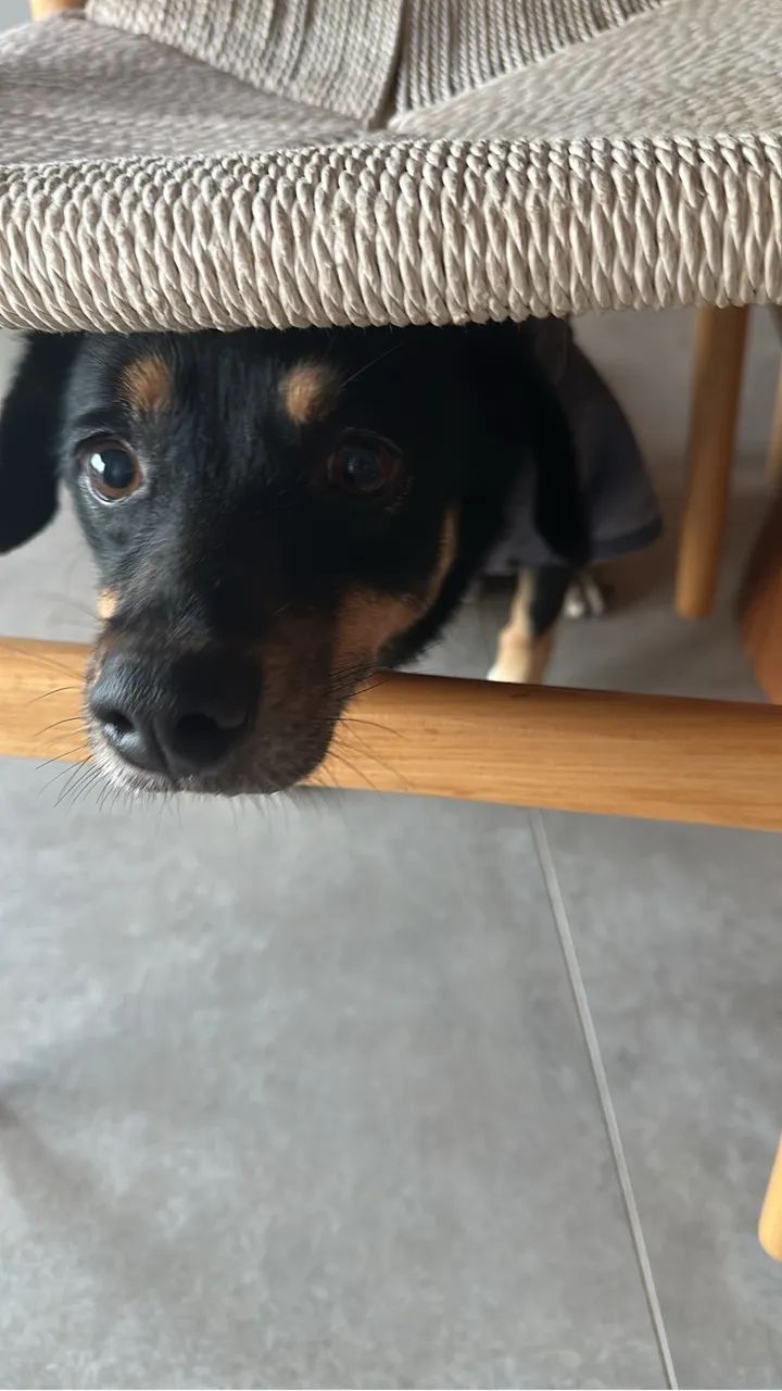 Adoção responsável de cachorro!! - Foto 2