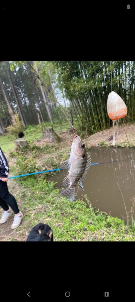 Foto - Mogi das Cruzes - Biritiba Ussu