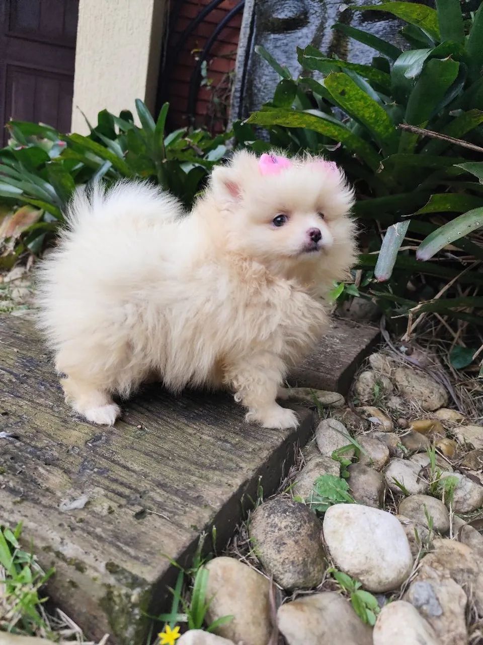 Lulu da Pomerânia  - Foto 2