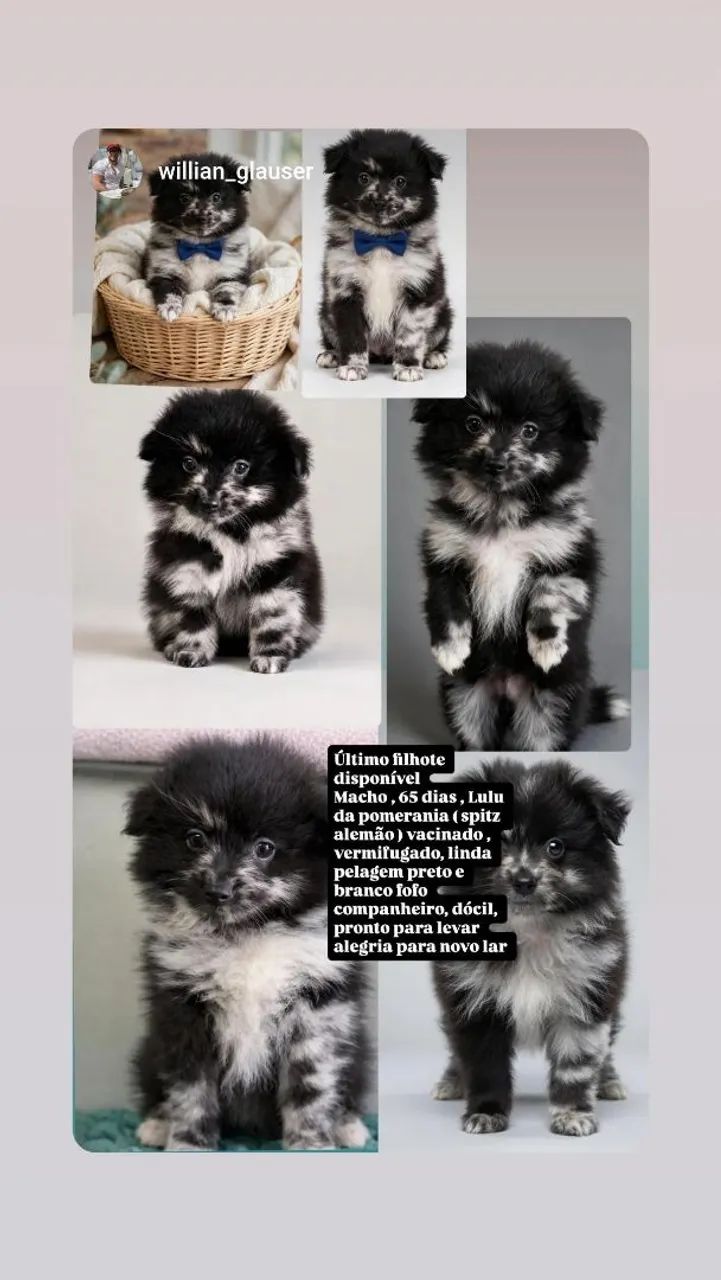 Spitz alemão, blue merle, macho... - Foto 2